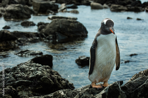 gentoo penguin on the rocky beach