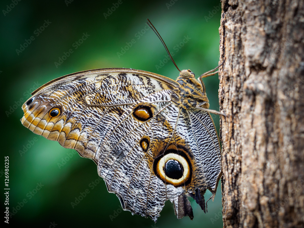 Fototapeta premium Caligo Owl butterfly 