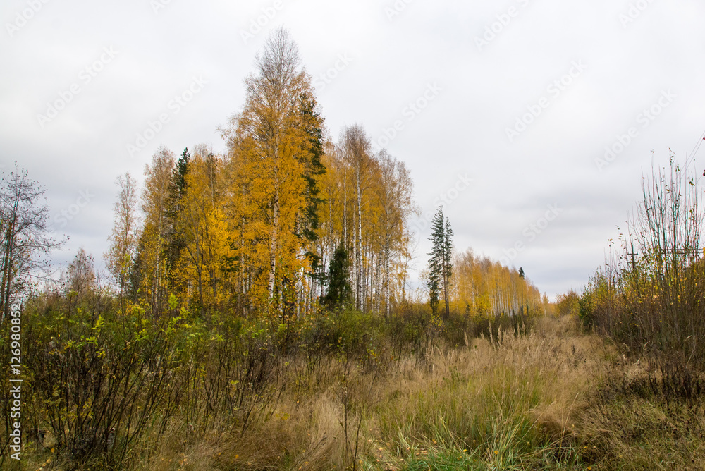 Forest and tree in a nice day Forest and tree in a nice day