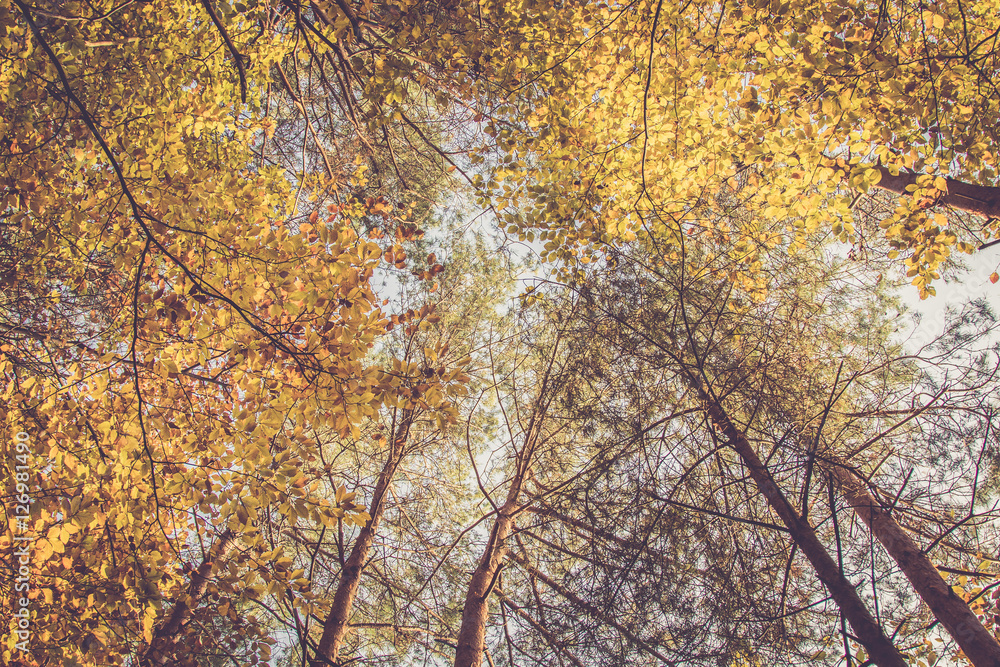 Goldene Baumkronen im Herbst Wald Goldene Baumkronen im Herbst Wald