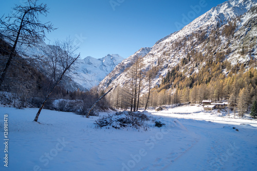Wallpaper Mural Mountain landscape with snow and snow-covered trees. Mountains in winter with colorful trees Torontodigital.ca