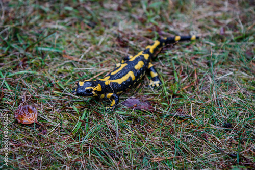 La salamandre tacheté