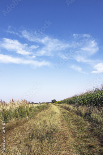 Country field road at sunny July day