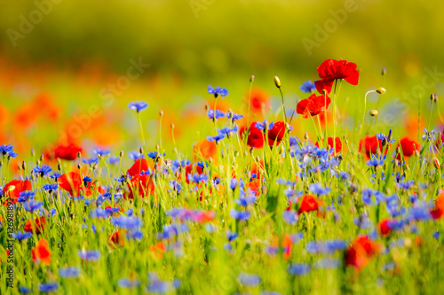 Castelluccio di Norcia photo