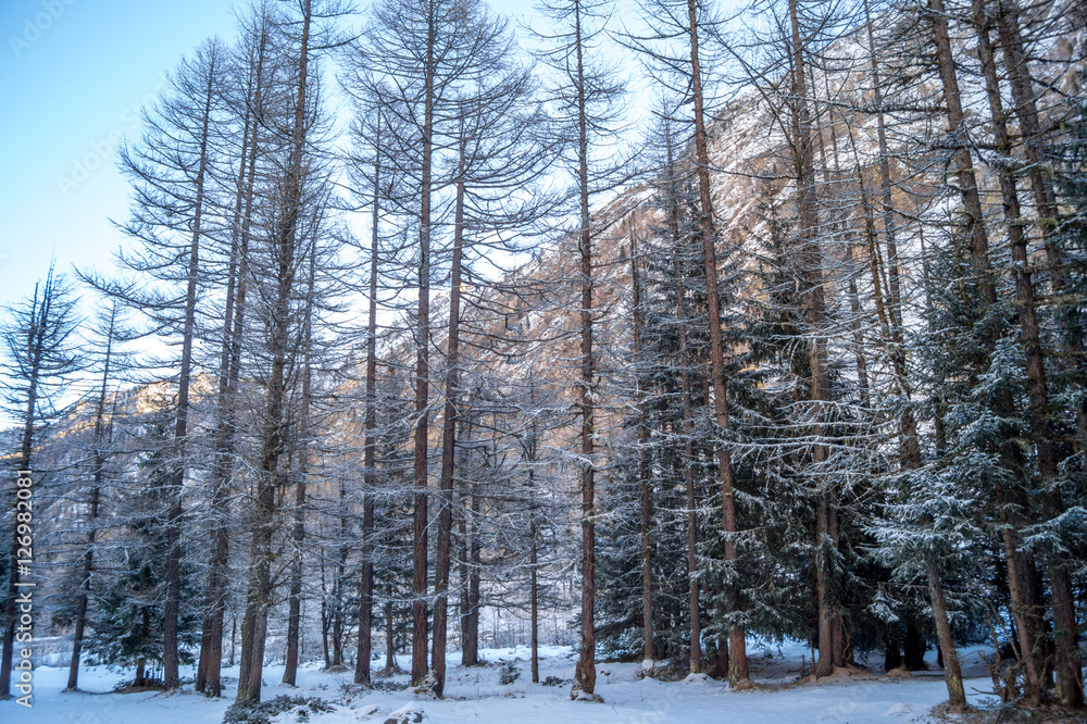 Fototapeta premium Mountain landscape with snow and snow-covered trees. Mountains in winter with colorful trees