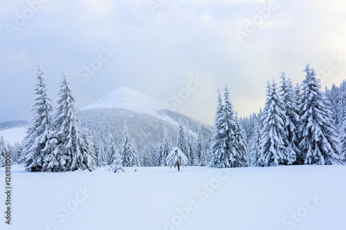  The trees under snow are on the lawn.