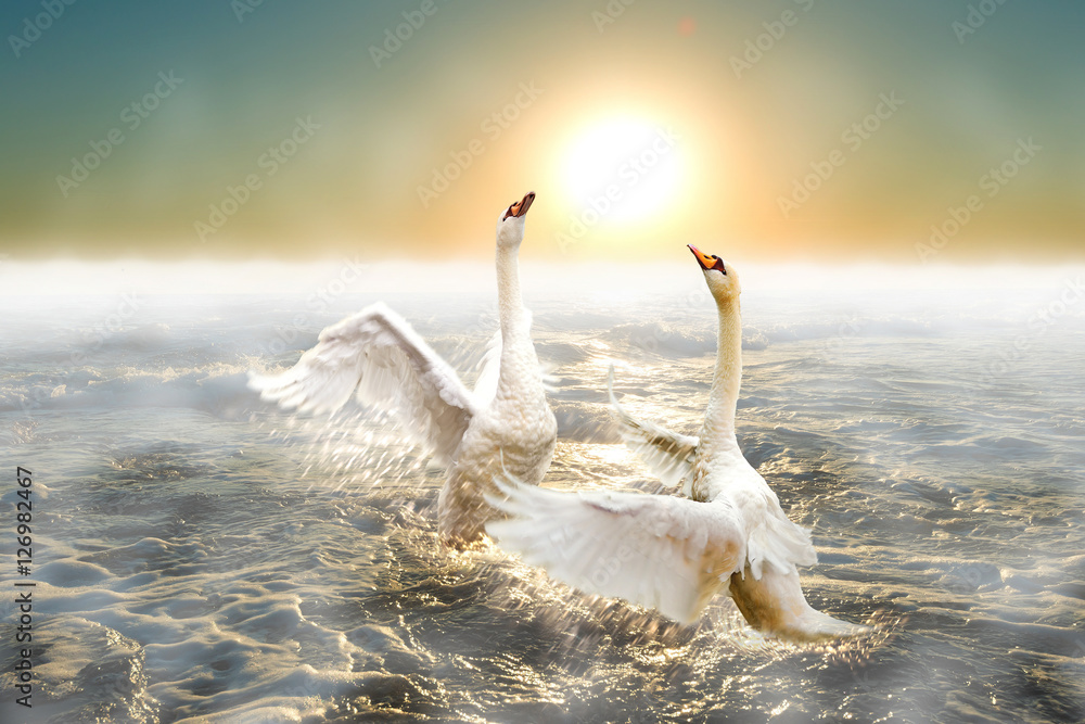Naklejka premium A pair of graceful swans splash in the waves of the sea.
