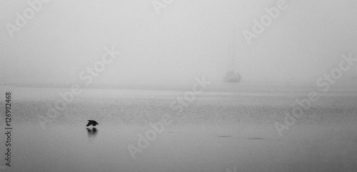 Obraz pojedynczy jacht we mgle i ptak lecący nad wodą