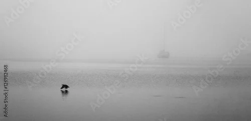 Obraz pojedynczy jacht we mgle i ptak lecący nad wodą