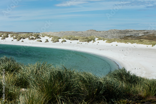 beach Gypsy Cove Falkland Islands