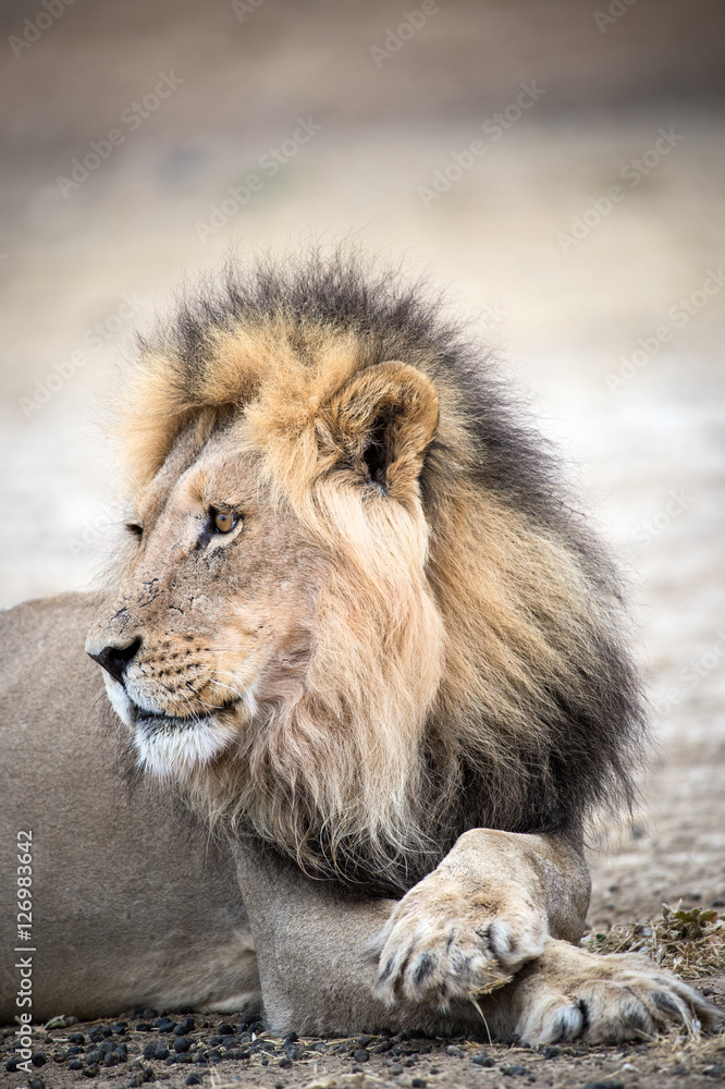 Naklejka premium Ausgewachsener Kalahari Löwe im Kgalagadi Transfrontier Park, Südafrika, in der Nähe von einem Wasserloch