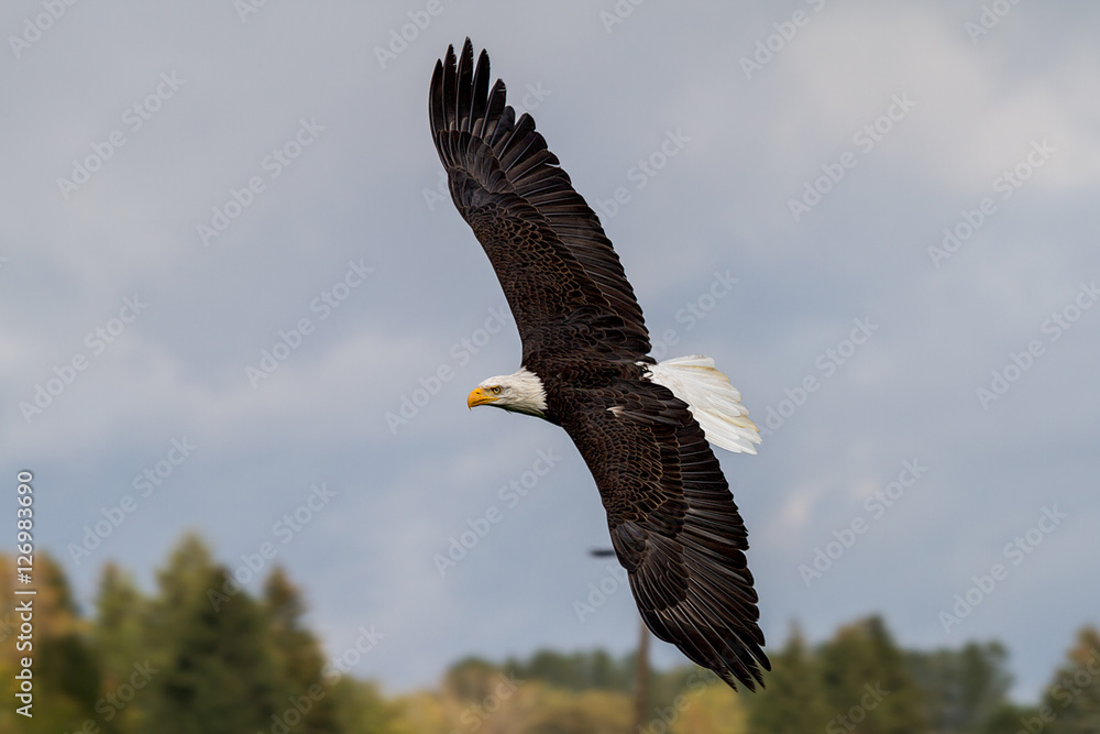 Obraz premium Weißkopfseeadler im Flug - Haliaeetus leucocephalus