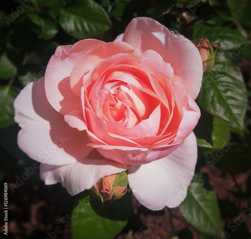 Toowoomba Rose