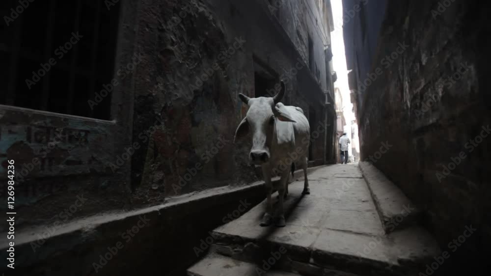 WS White cows standing in alley / Varanasi, India WS White cows standing in alley / Varanasi, India