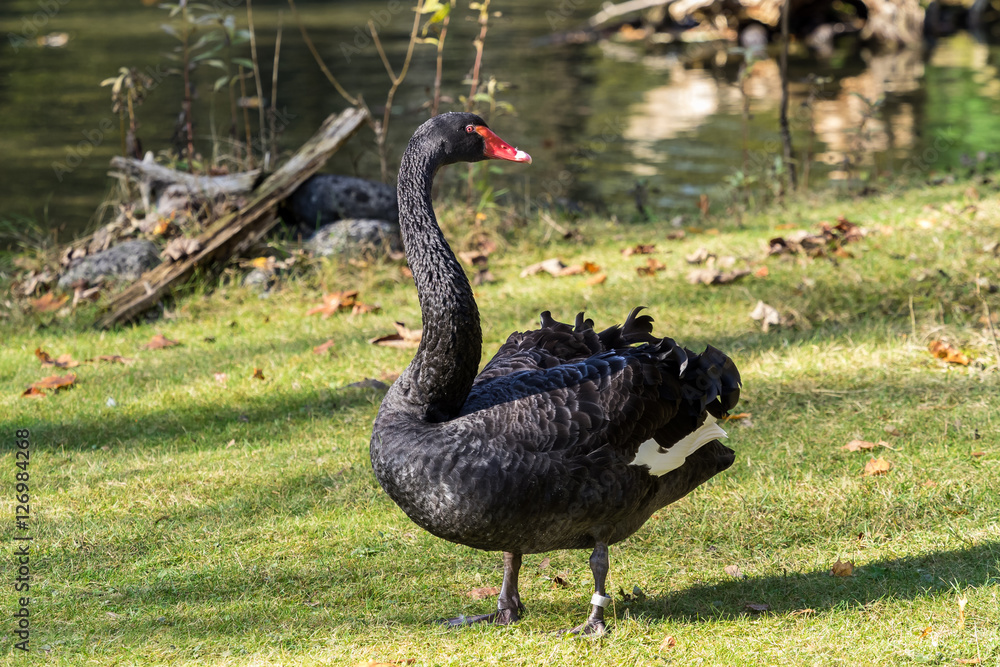 Trauerschwan - Cygnus atratus Trauerschwan - Cygnus atratus