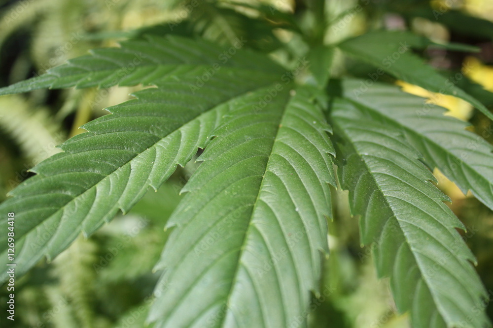 Close-up detail photo of green marijuana ganja cannabis leaf Close-up detail photo of green marijuana ganja cannabis leaf