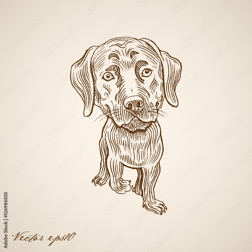 Fototapeta premium Engraving vintage hand drawn vector dog doodle collage