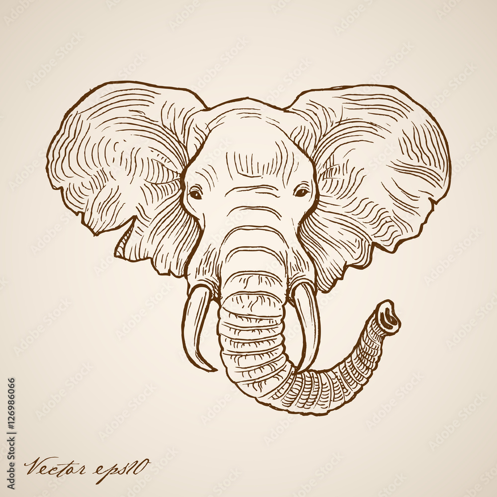 Fototapeta premium Engraving vintage hand drawn vector elephant doodle collage