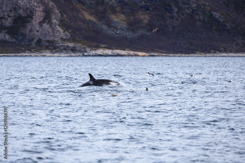 Killer whale swims in the arctic sea