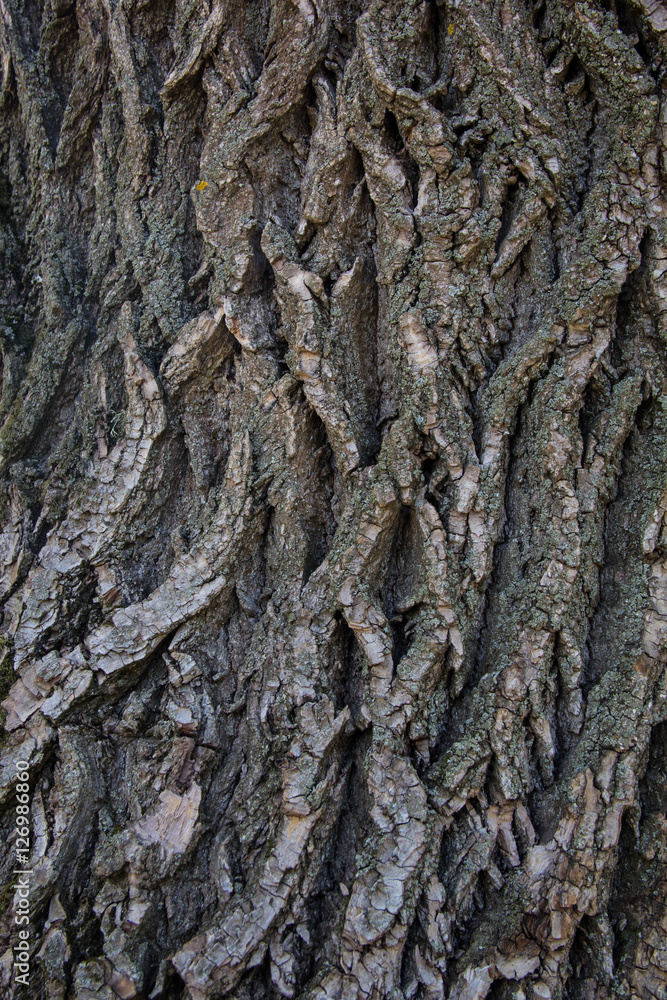 Old Wood Tree Texture Background Old Wood Tree Texture Background