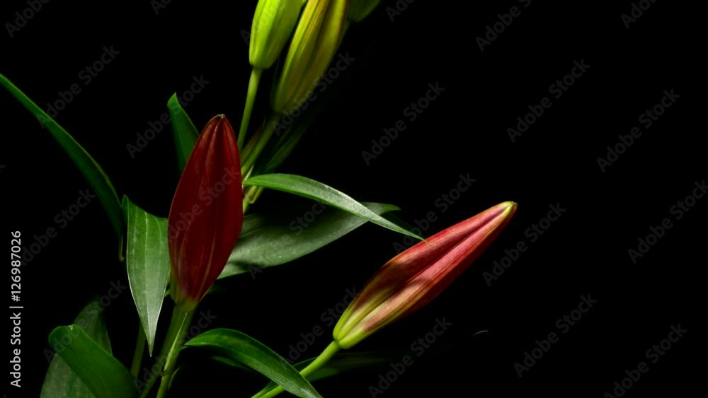 Time-lapse of purple Stargazer lily flowers blooming. Studio shot over black. Time-lapse of purple Stargazer lily flowers blooming. Studio shot over black.