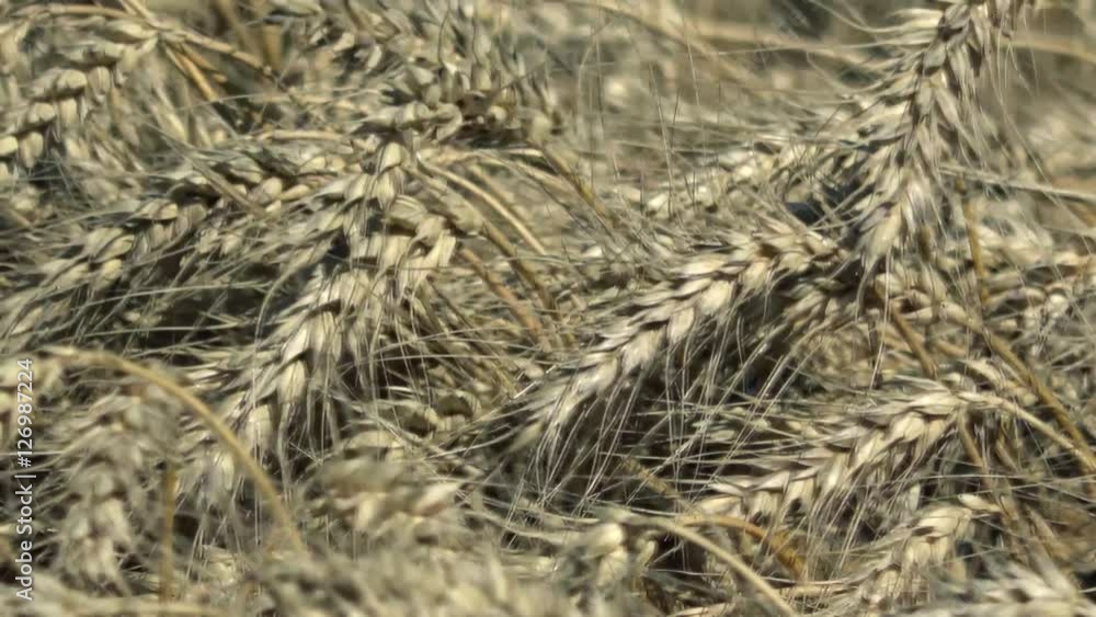 Wheat agriculture field 

