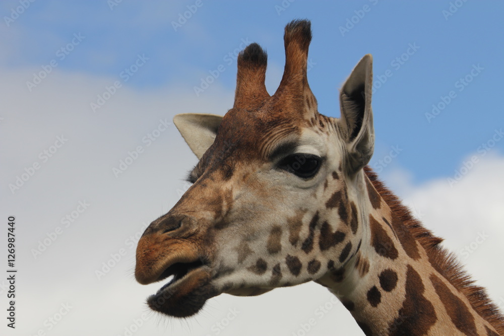 Naklejka premium Giraffe