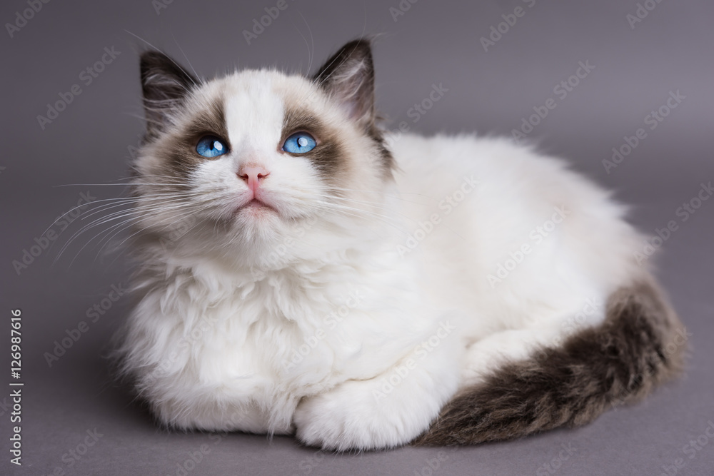 Ragdoll kitten on a gray background looking up