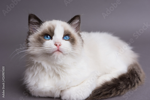 Ragdoll kitten on a gray background looking up