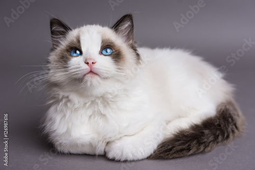 Ragdoll kitten on a gray background looking up