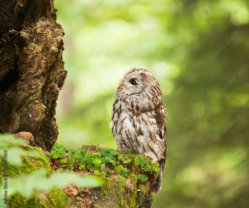 Brown owl in forest looking up to tree - strix aluco Brown owl in forest looking up to tree - strix aluco