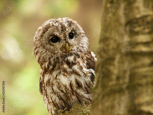 Striw aluco - tawny owl looking from behind of tree