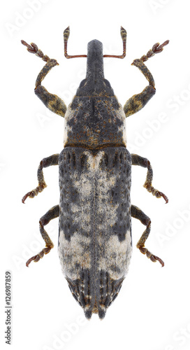 Beetle Lixus cylindrus on a white background