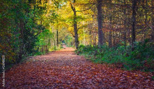 Path through woodland in autumn