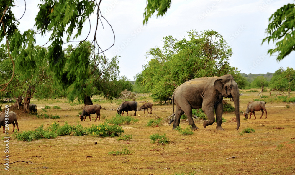 Naklejka premium safari sry lanka.