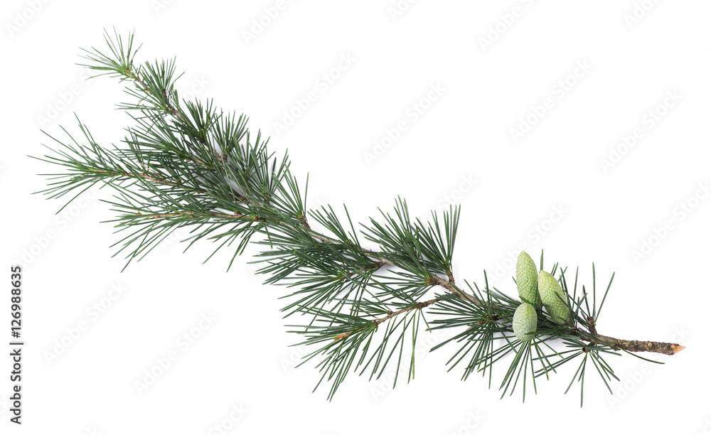 Pine branch Pine branch