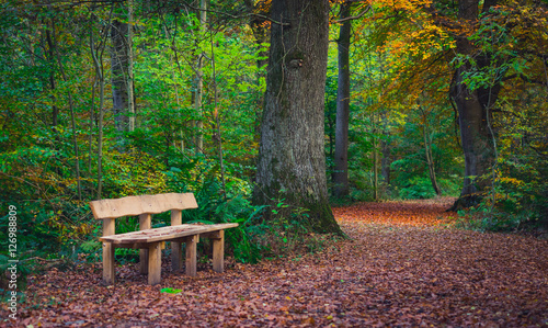 Woodland bench in autumn © ColobusYeti