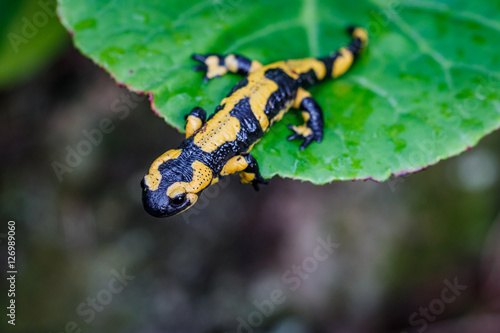 La salamandre tacheté © Gerald Villena