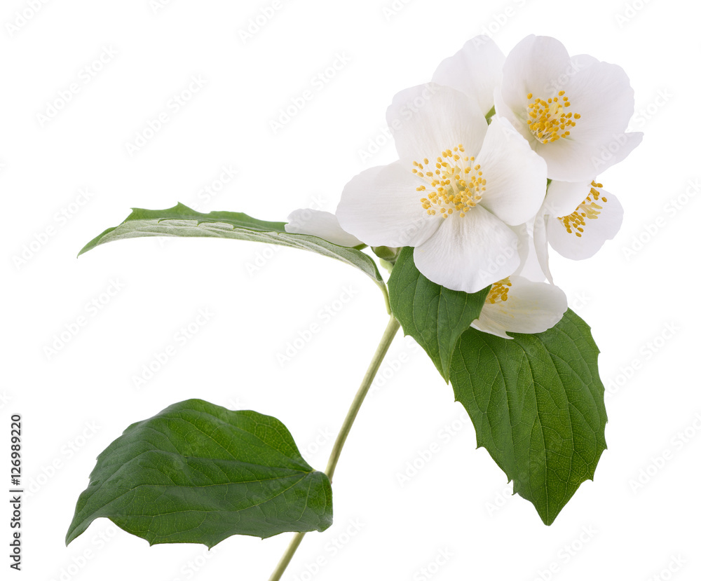 Fototapeta premium English dogwood