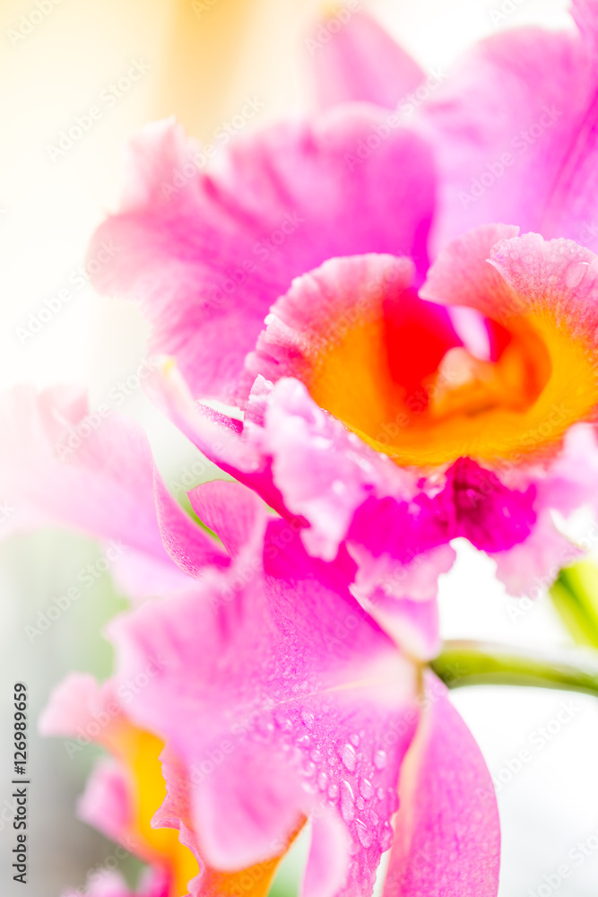 Exotic Orchid closeup
