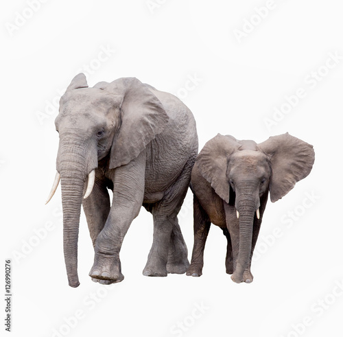 elephants on white background