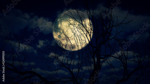 moon tree in night