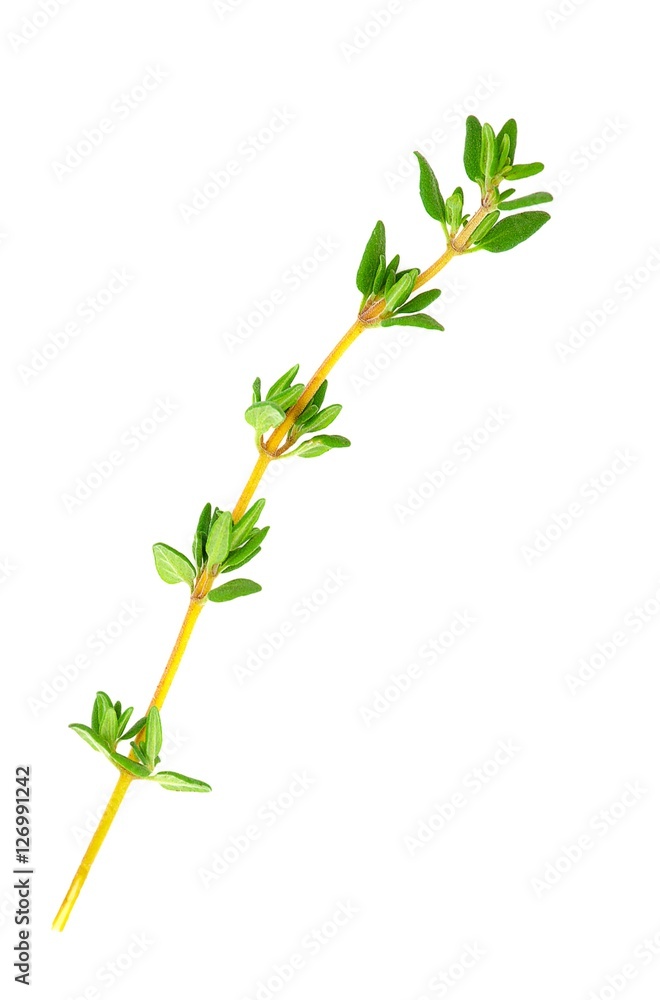 thyme thyme