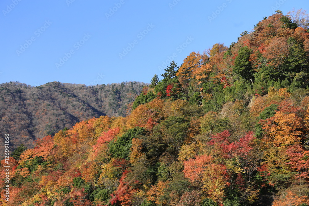 ナメゴ谷の紅葉