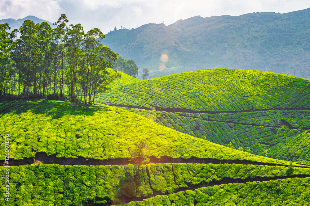 Obraz premium Tea plantations