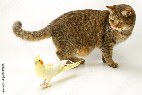 British Shorthair cat and Corella parrot yellow 