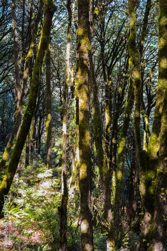 Portland Woods © Kyle