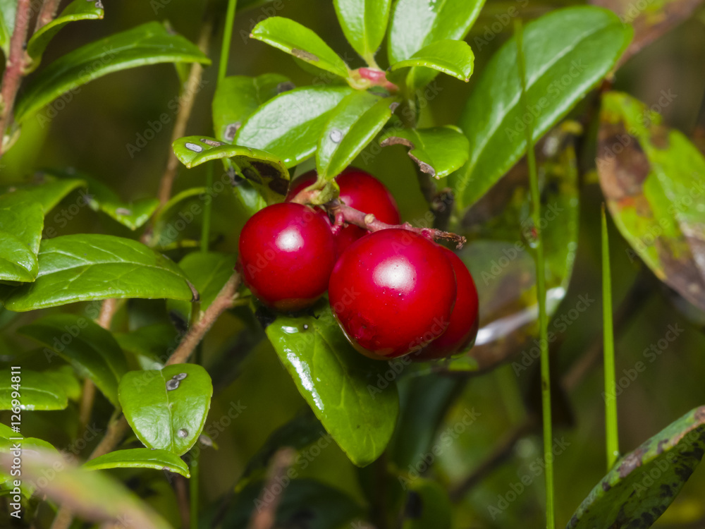 Vaccinium vitis-idaea, Ripe cowberry, macro, selective focus