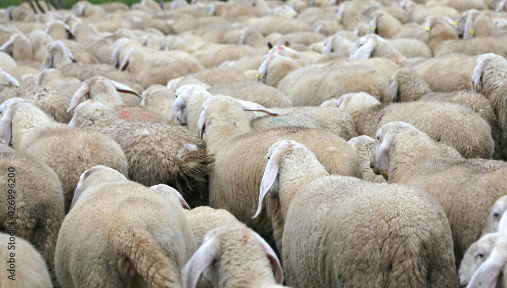 many sheep with long fur coat in the flock many sheep with long fur coat in the flock