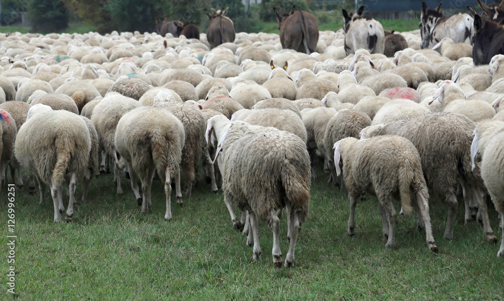 sheep with thick fur white woolly grazing in autumn with some do sheep with thick fur white woolly grazing in autumn with some do